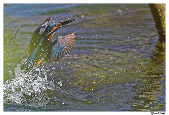  Image name: martin pescatore3.jpg 
 width: 586 pixel 
 height: 398 pixel 
 Size: 75098 bytes 
 Click to enlarge 